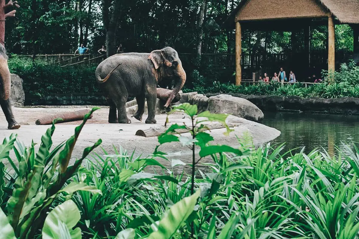 Singapore Zoo, Singapore