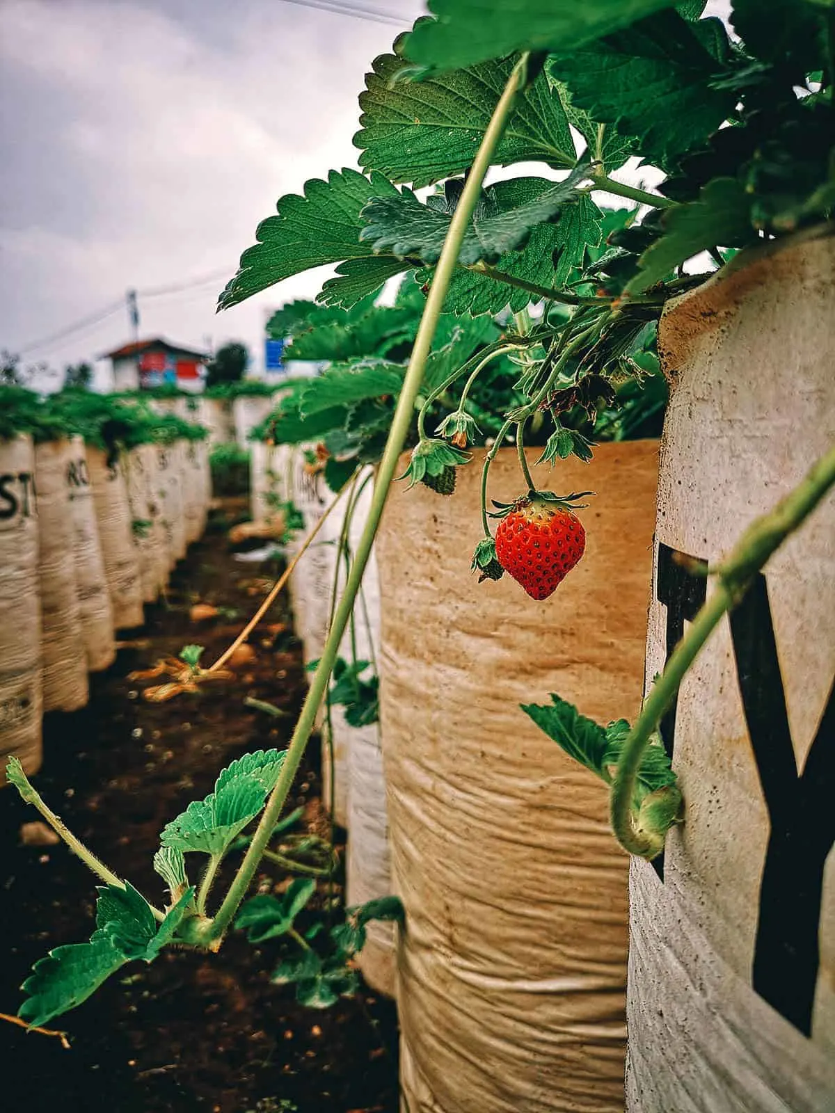 Strawberry Picking in Bandung, Indonesia