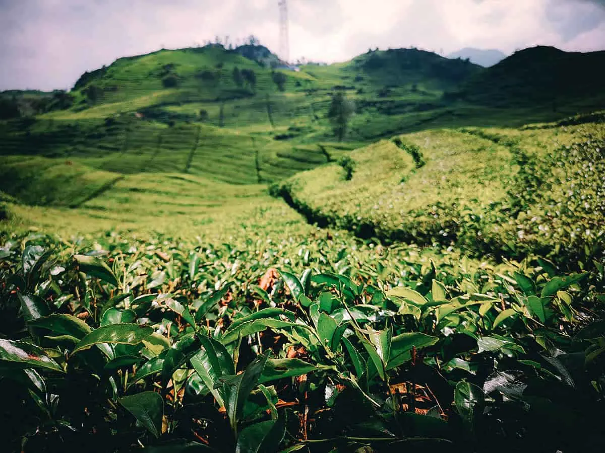 Tea Plantations in Bandung, Indonesia