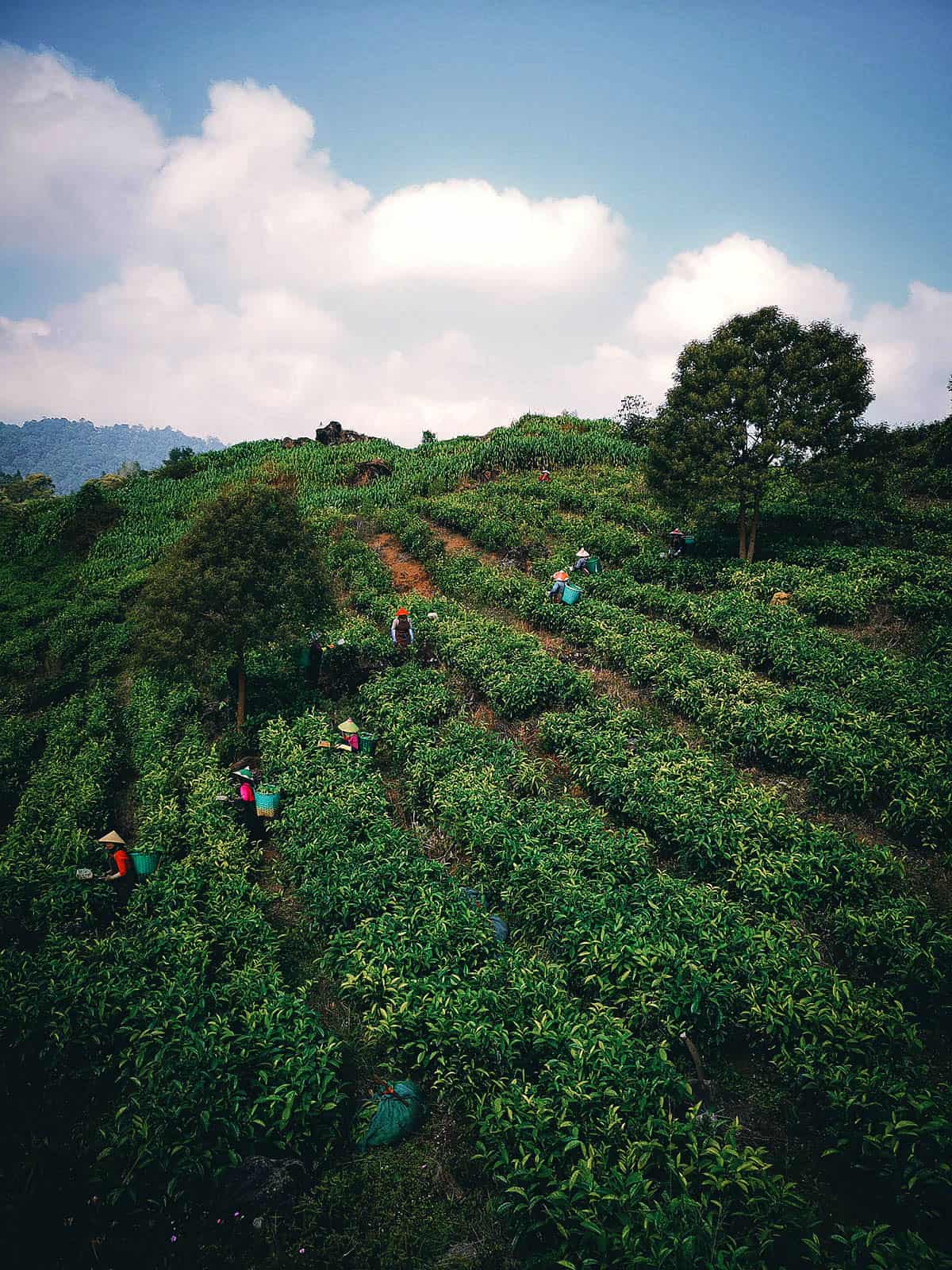 Tea Plantations in Bandung, Indonesia