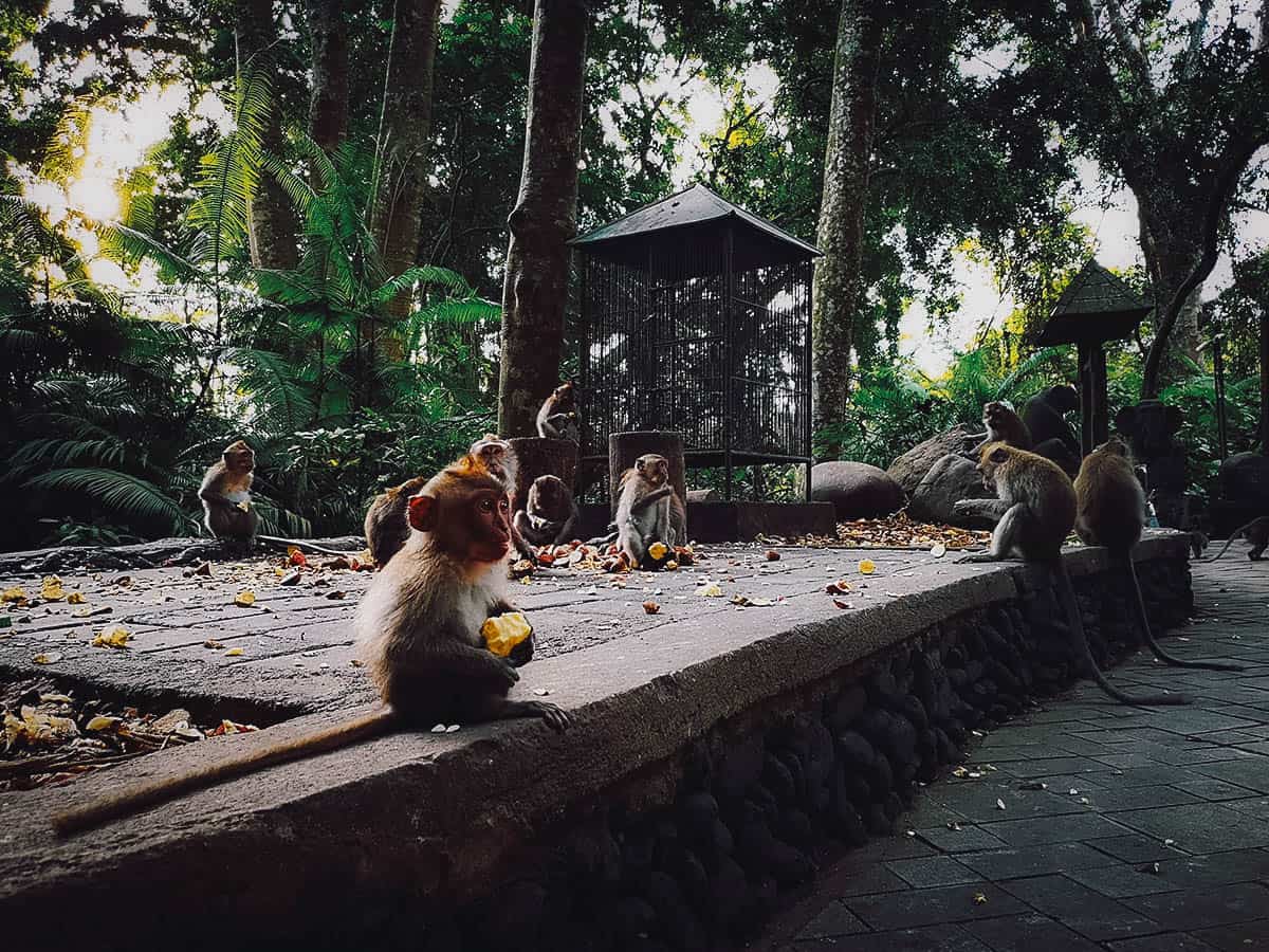 Travel guide to Ubud: Monkey Forest Sanctuary in Ubud, Bali, Indonesia