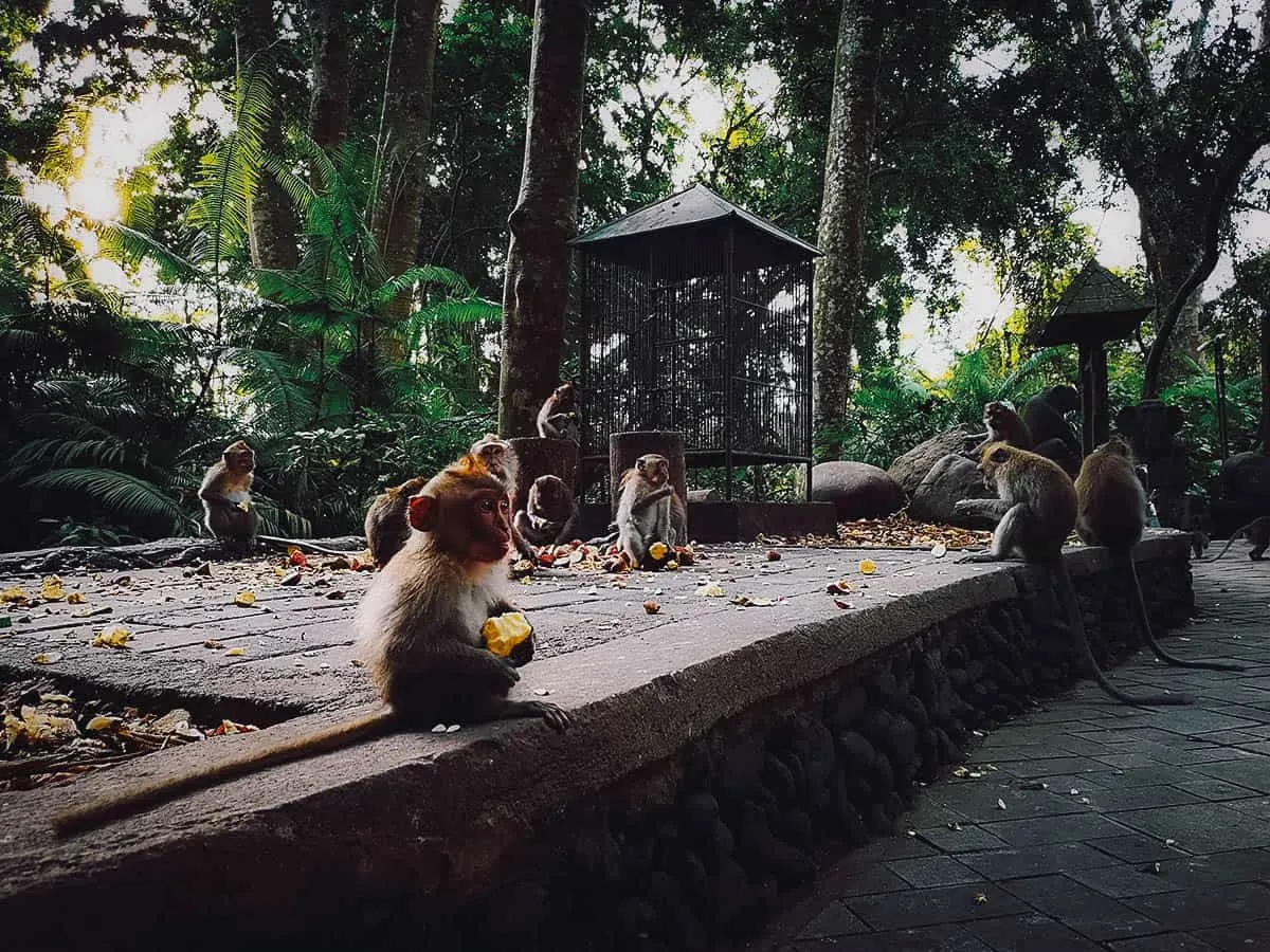 Sacred Monkey Forest Sanctuary, Ubud, Bali, Indonesia Travel guide to Ubud: Monkey Forest Sanctuary in Ubud, Bali, Indonesia