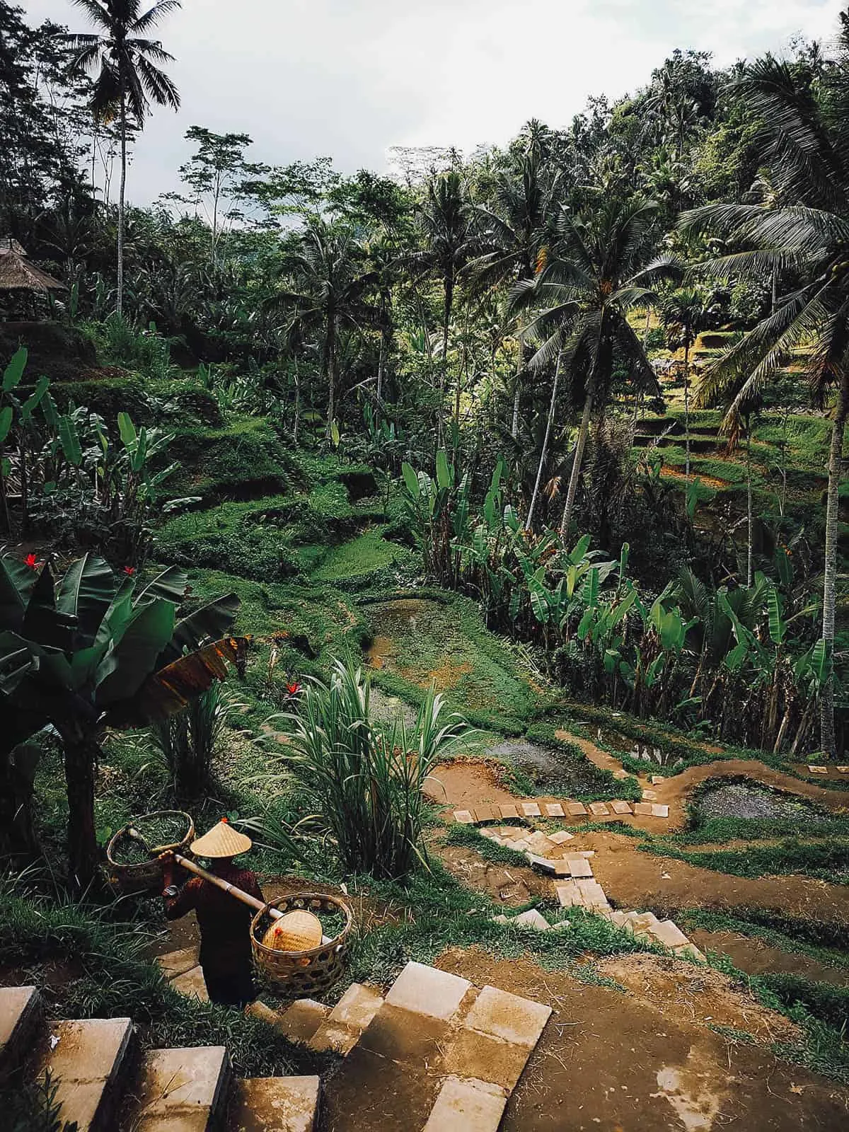 Tegallalang Rice Terraces, Ubud, Bali, Indonesia Rice paddies at Tegallalang Rice Terraces in Ubud, Bali, Indonesia