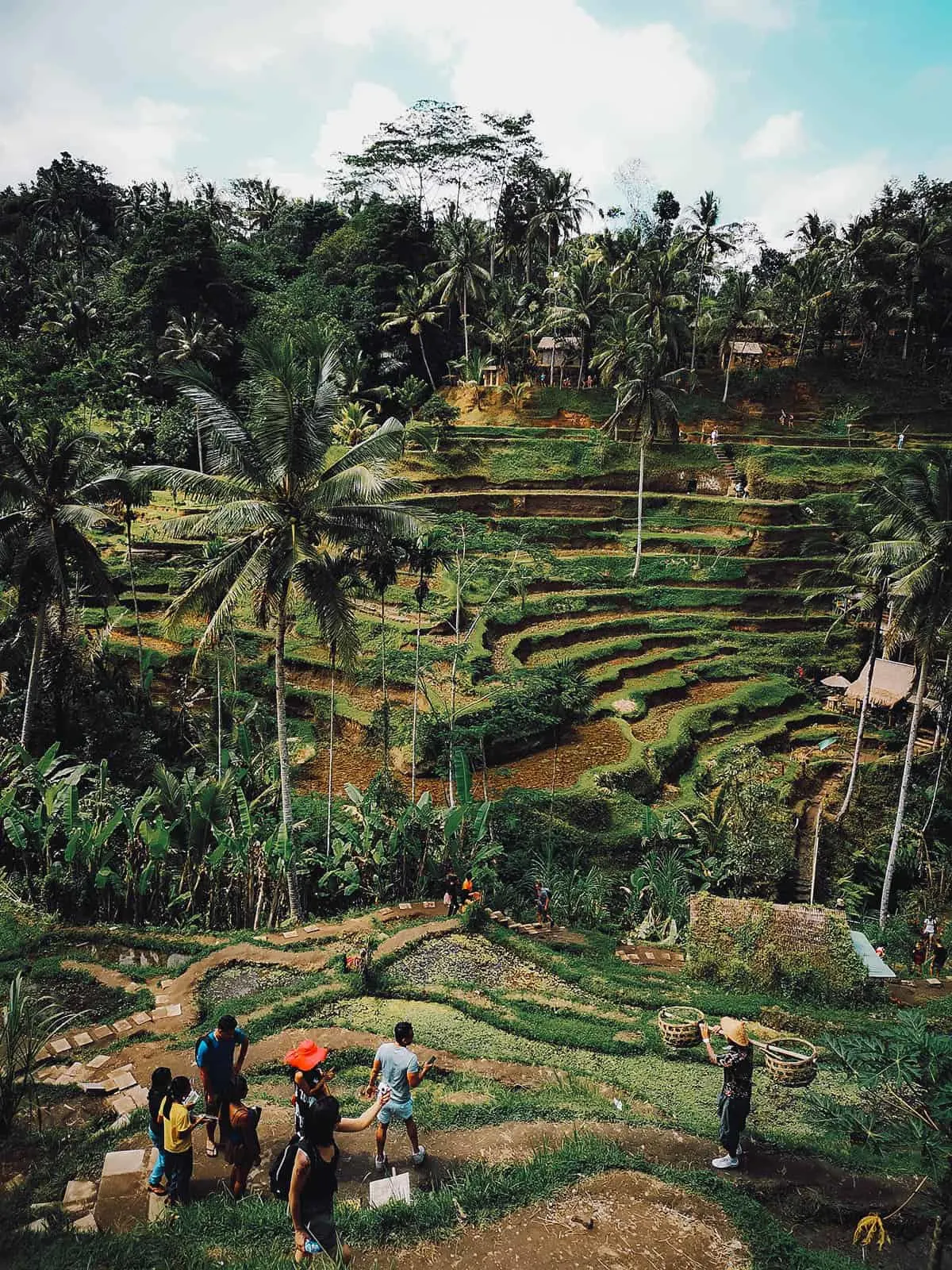 Rice paddies at Tegallalang Rice Terraces in Ubud, Bali, Indonesia