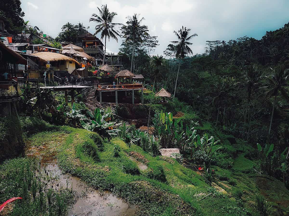 Rice paddies at Tegallalang Rice Terraces in Ubud, Bali, Indonesia