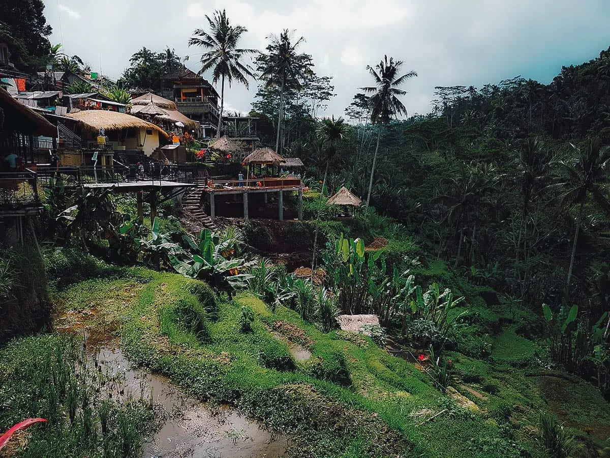 Tegallalang Rice Terraces, Ubud, Bali, Indonesia Rice paddies at Tegallalang Rice Terraces in Ubud, Bali, Indonesia