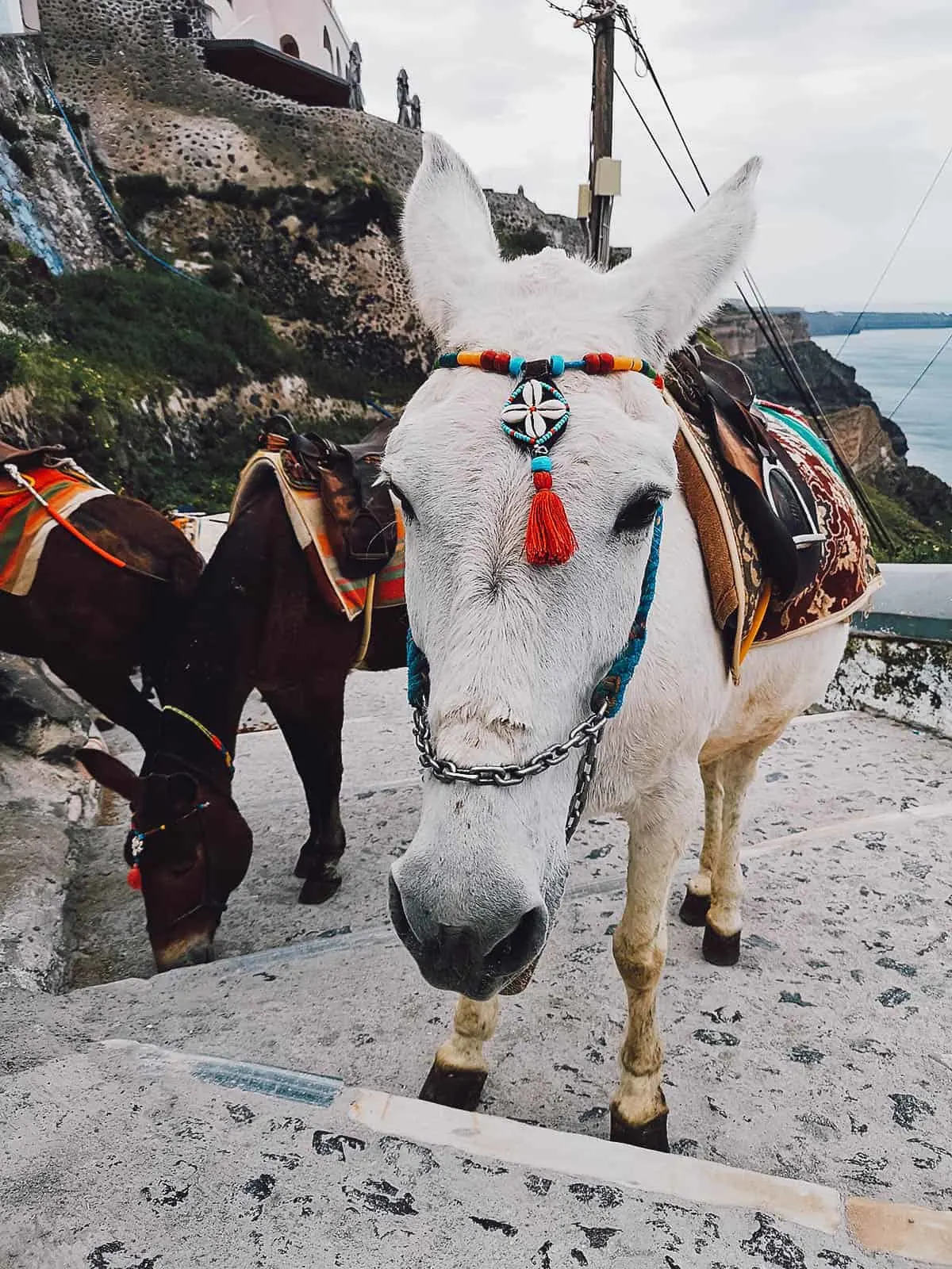 Santorini Travel Guide Donkeys in Fira, Santorini, Greece