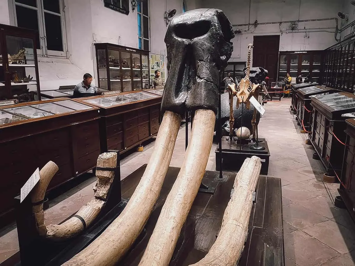 Indian Museum, Kolkata, India