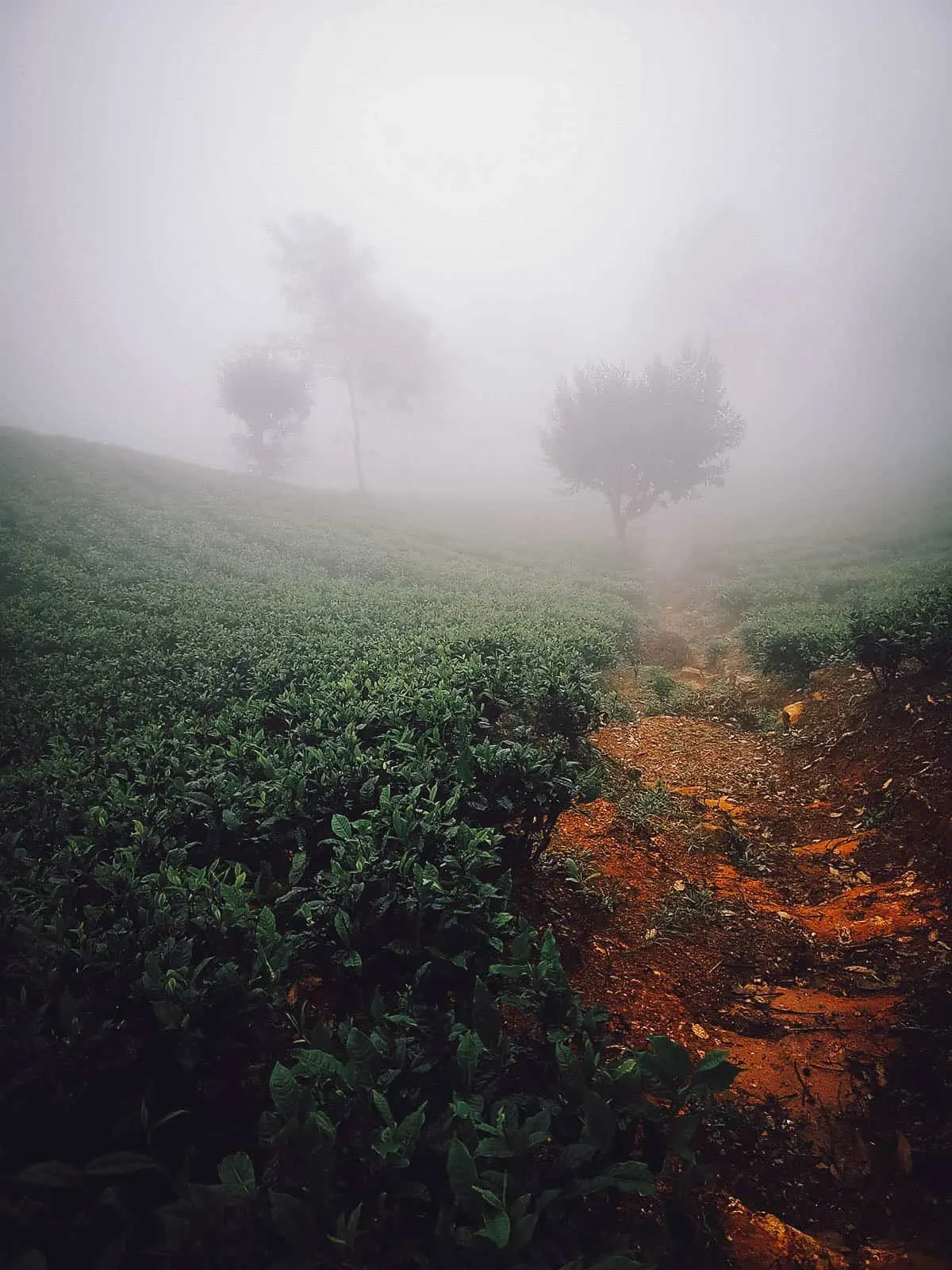 Lipton's Seat, Ella, Sri Lanka