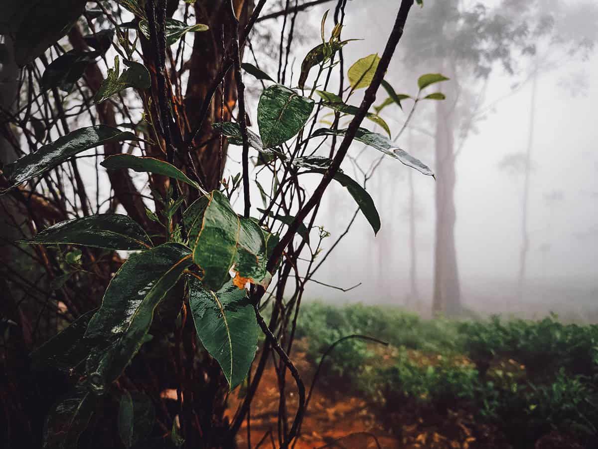 Lipton's Seat, Ella, Sri Lanka