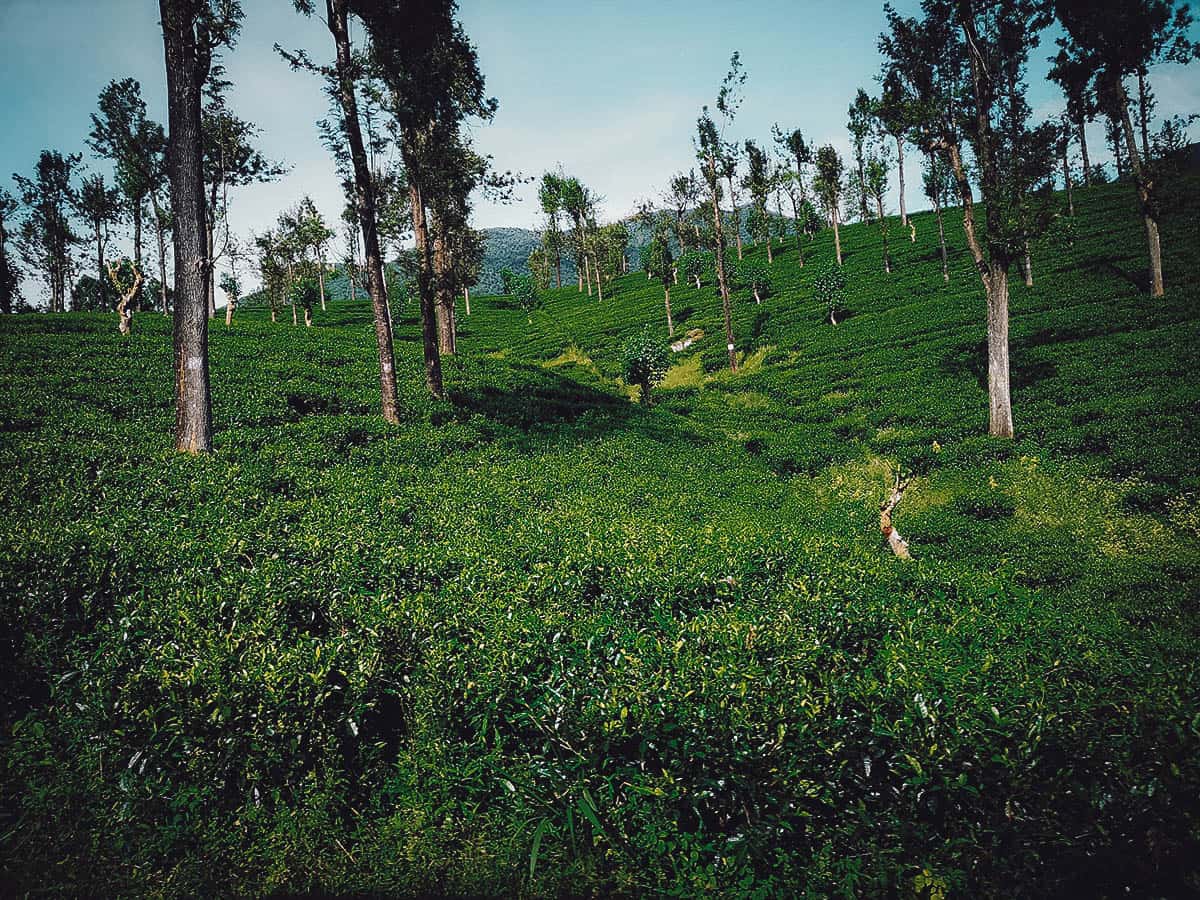 Nuwara Eliya, Sri Lanka