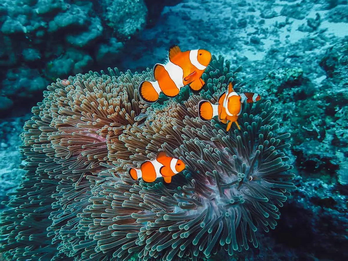 Similan Islands, Thailand