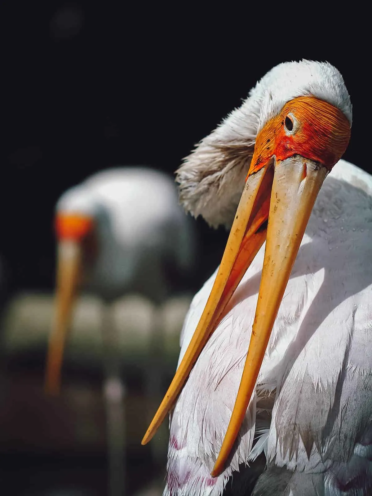 KL Bird Park, Malaysia