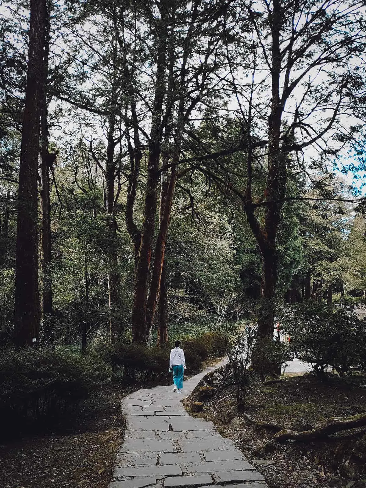 Alishan National Scenic Area, Chiayi County, Taiwan