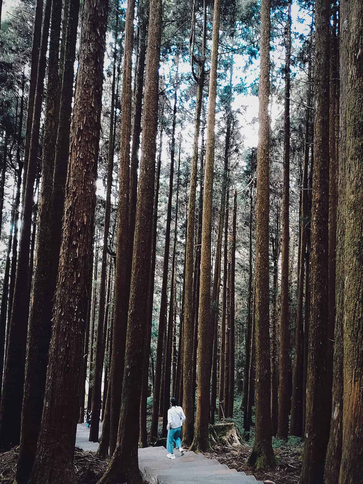 Alishan Forest, Chiayi, Taiwan