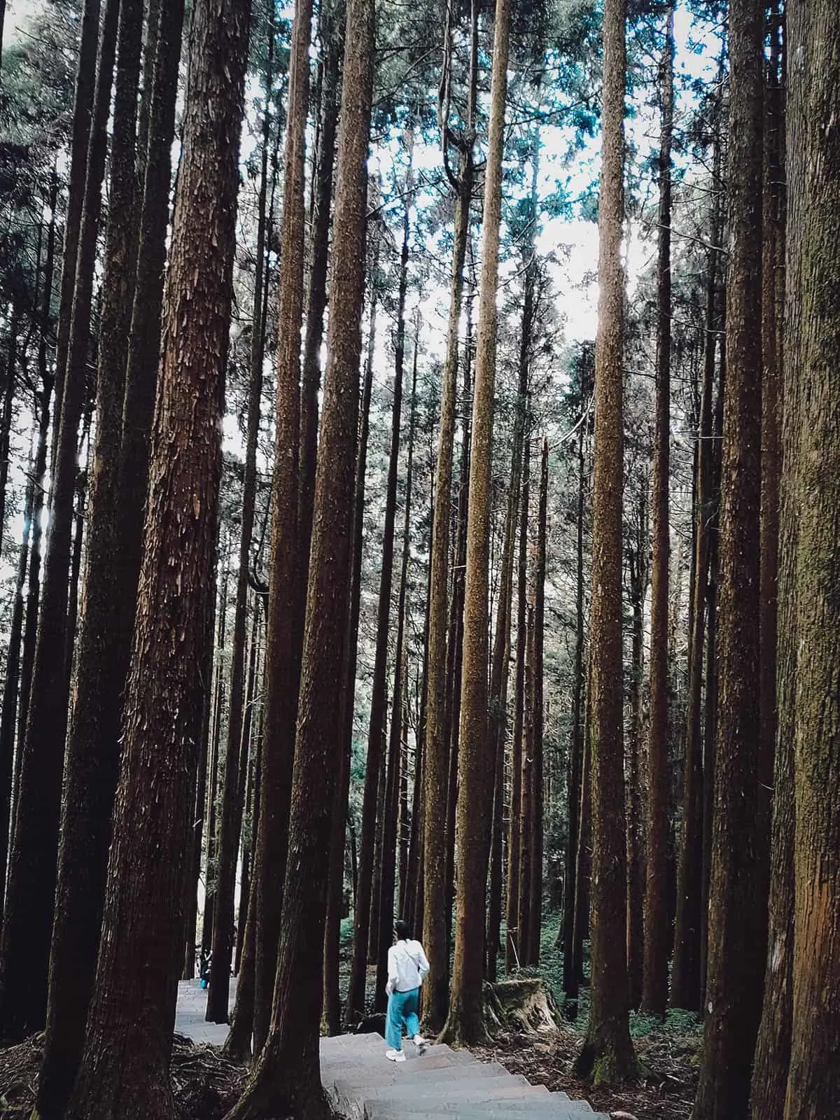 Alishan National Scenic Area, Chiayi County, Taiwan