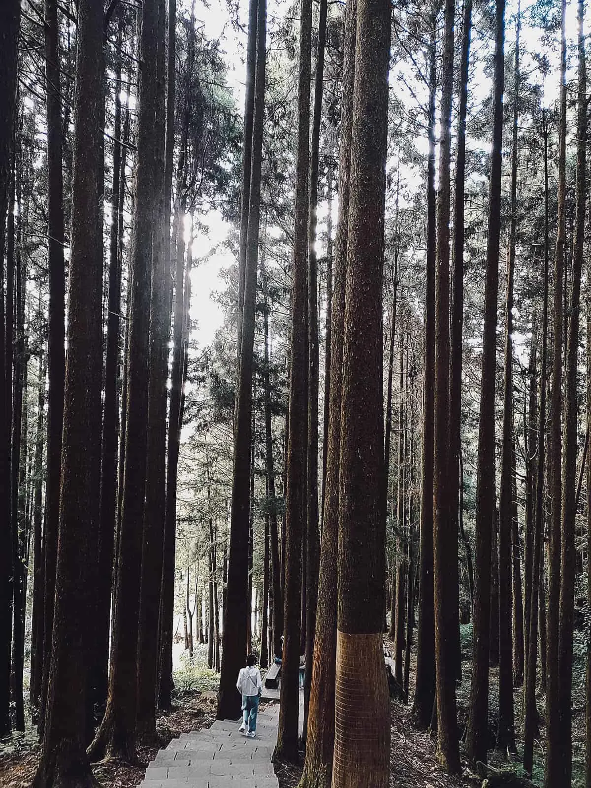 Alishan National Scenic Area, Chiayi County, Taiwan