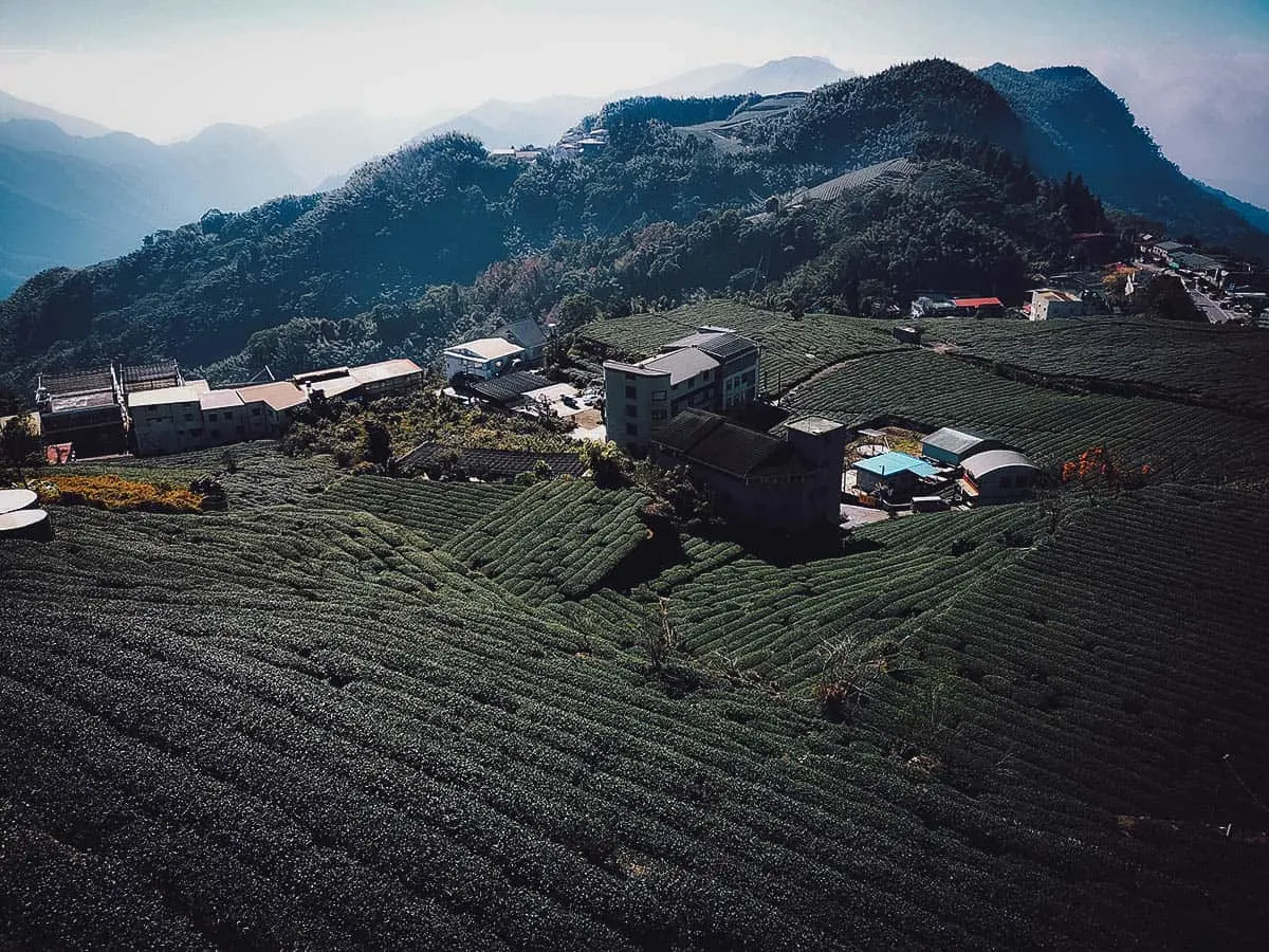 Alishan Forest Tour: Explore Fenqihu and Alishan Scenic Area from Chiayi City, Taiwan Tea plantations in the Alishan National Scenic Area, Chiayi County, Taiwan