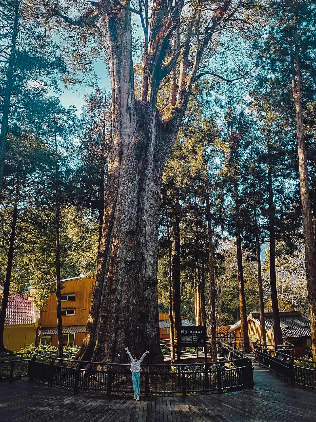 Xianglin Sacred Tree at Alishan National Scenic Area, Chiayi County, Taiwan