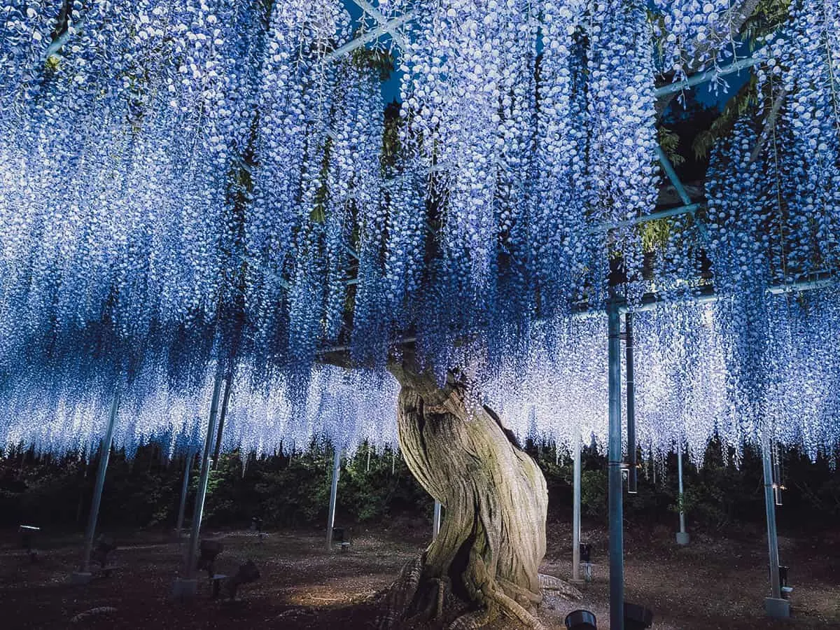 12 of the Best Day Trips from Tokyo Ashikaga Flower Park