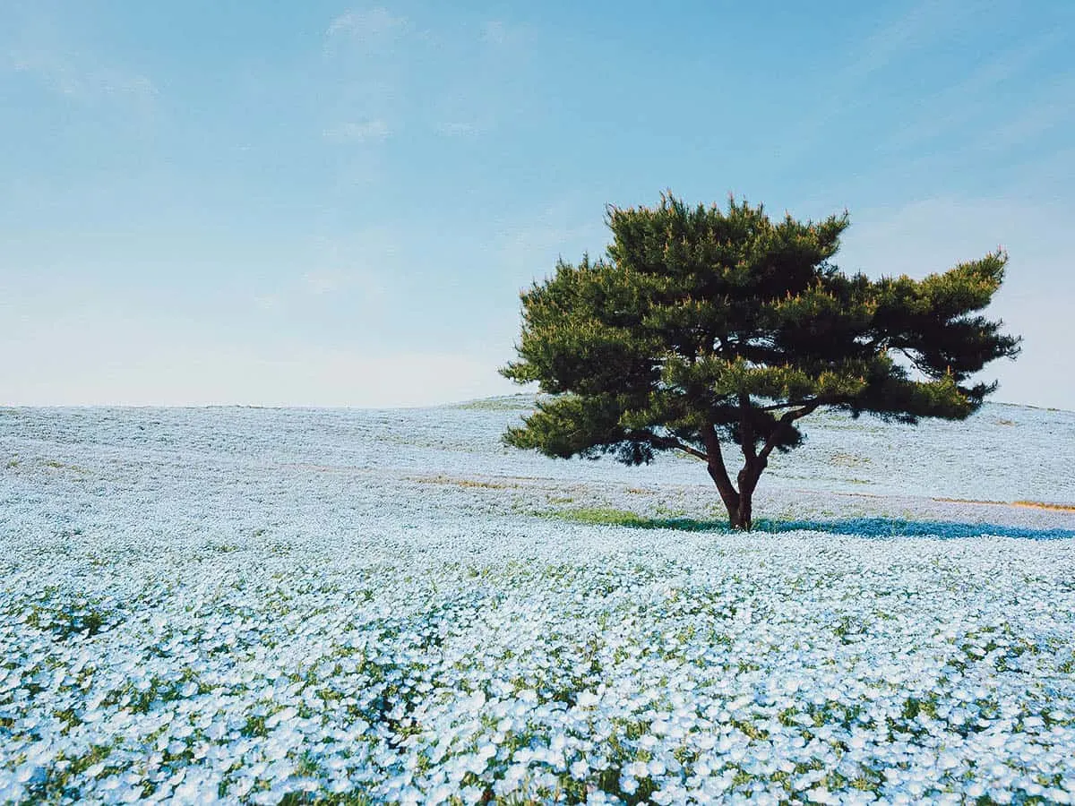 12 of the Best Day Trips from Tokyo Hitachi Seaside Park