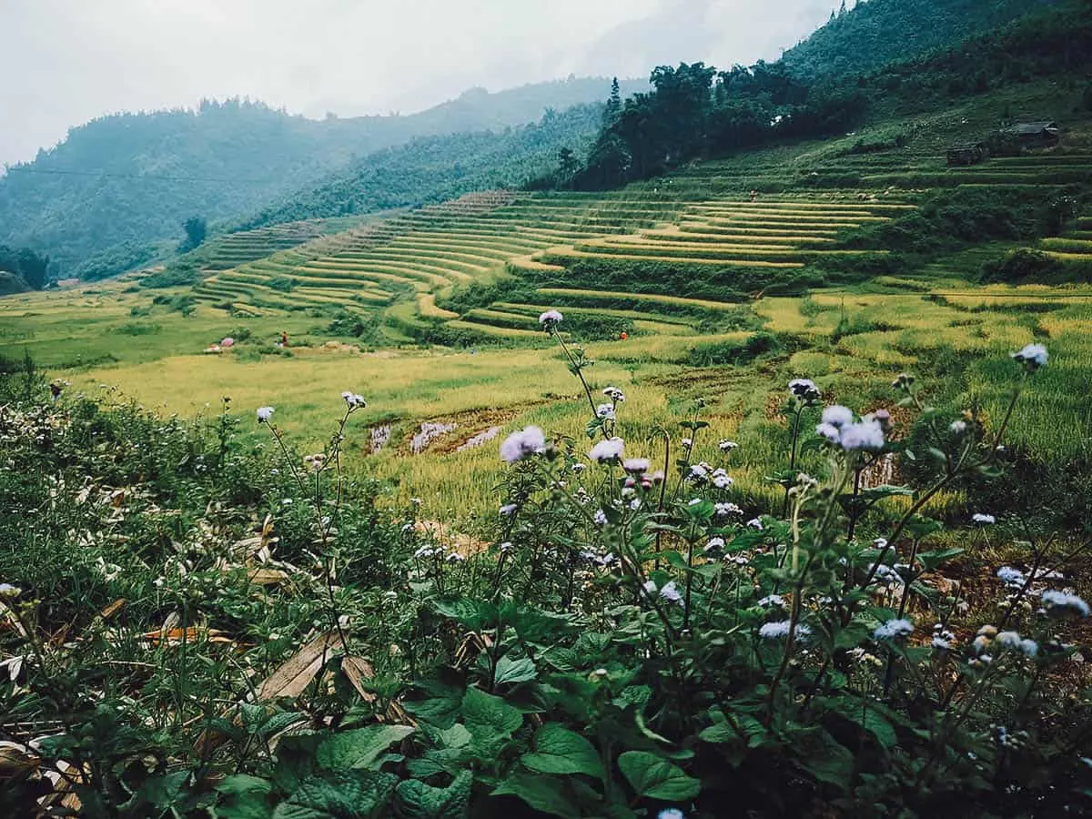Trekking in Sapa, Vietnam Hills and rice terraces in Sapa, Vietnam