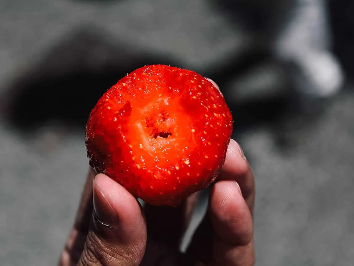 The Best Fukuoka Food and Restaurants Half-bitten amaou strawberry