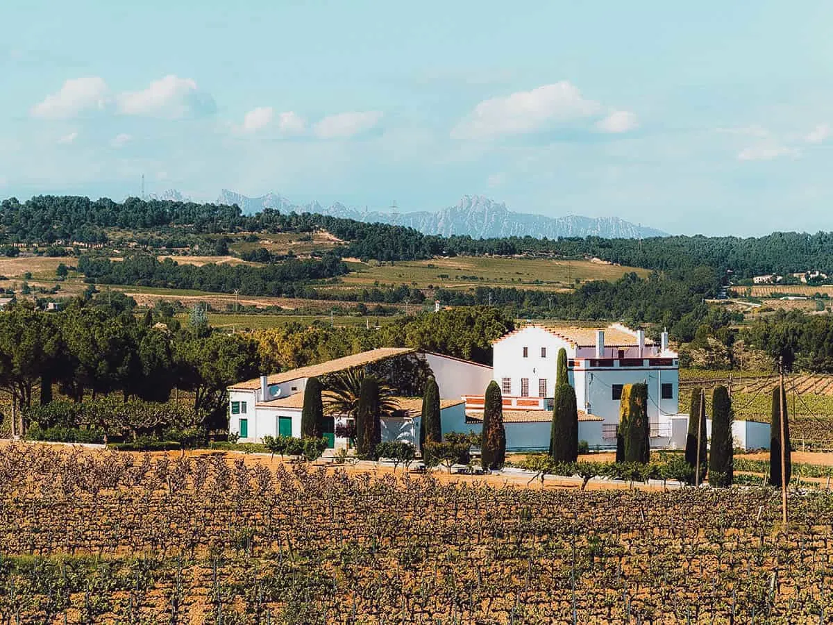 Vineyards and winery in Penedes