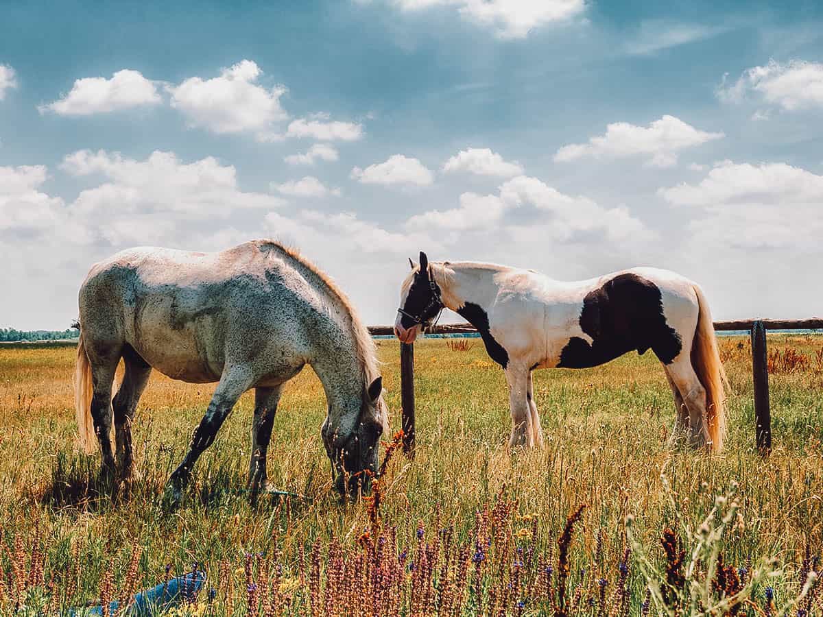 Day Trips from Budapest: Horses in Puszta, Hungary