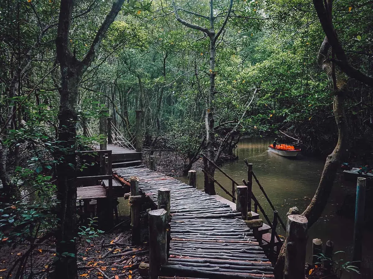 Wooden bridge at Can Gio, Vietnam