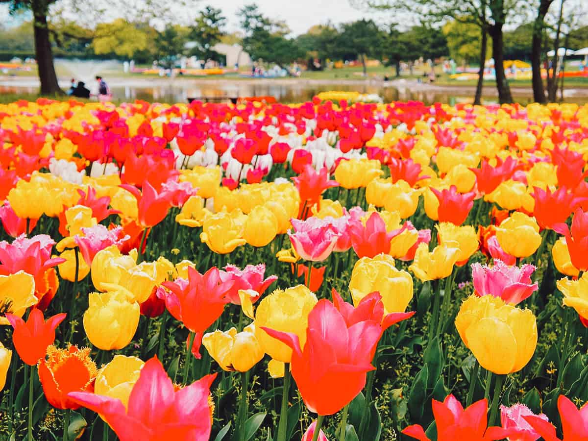 Tulips at Uminonakamichi Seaside Park