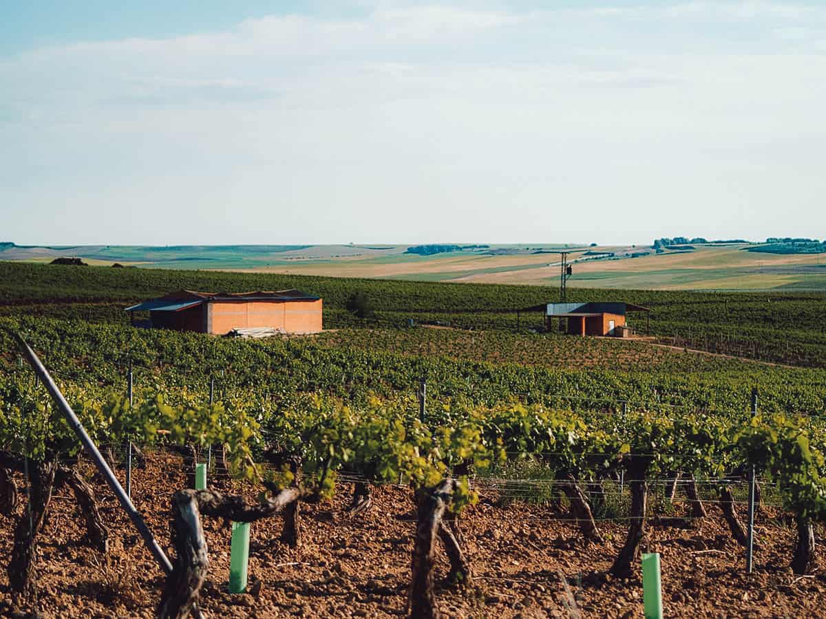 Vineyards in Ribera del Duero