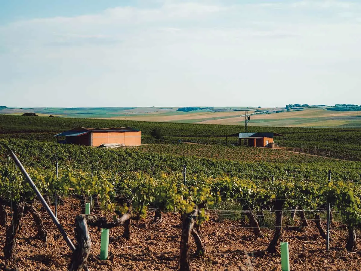 Vineyards in Ribera del Duero