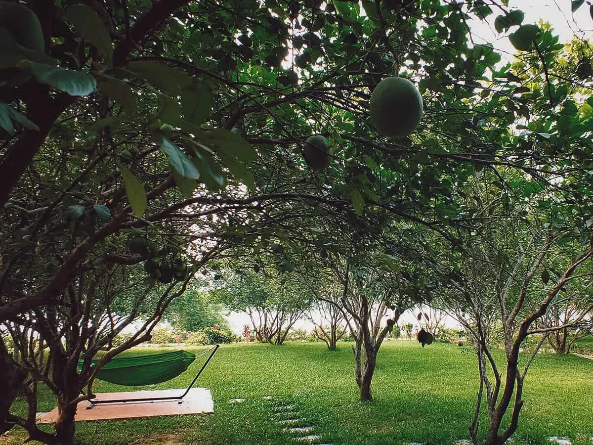 Thuy Bieu Village, Hue, Vietnam Pomelo orchard