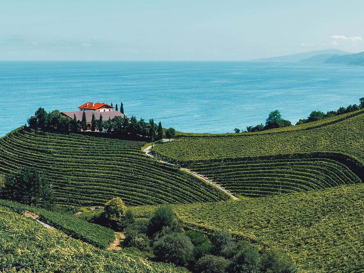 Vineyard in Getaria