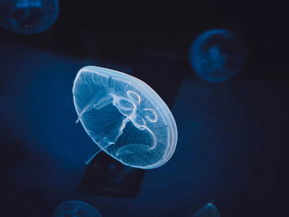 Jellyfish at the aquarium