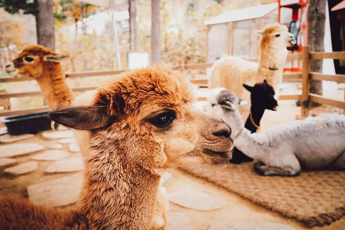 Group of alpacas