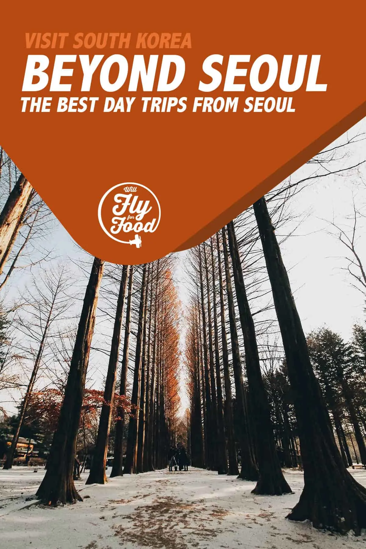 Giant trees on Nami Island