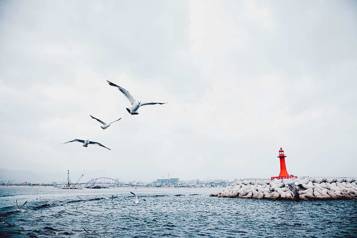 Red lighthouse with seagulls