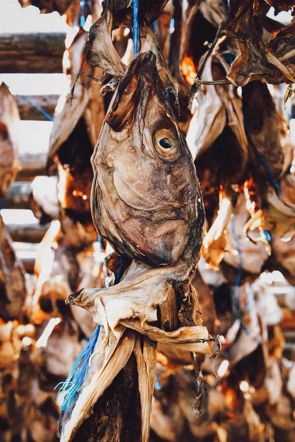 What to Eat in Iceland Atlantic Cod