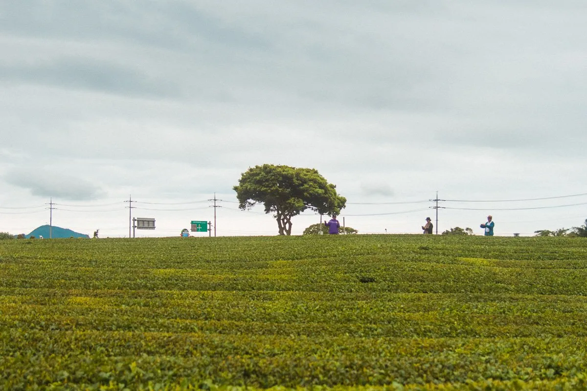 O’sulloc green tea fields on Jeju Island