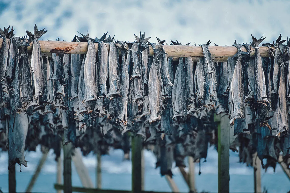 Tørrfisk or Norwegian stockfish hanging to dry