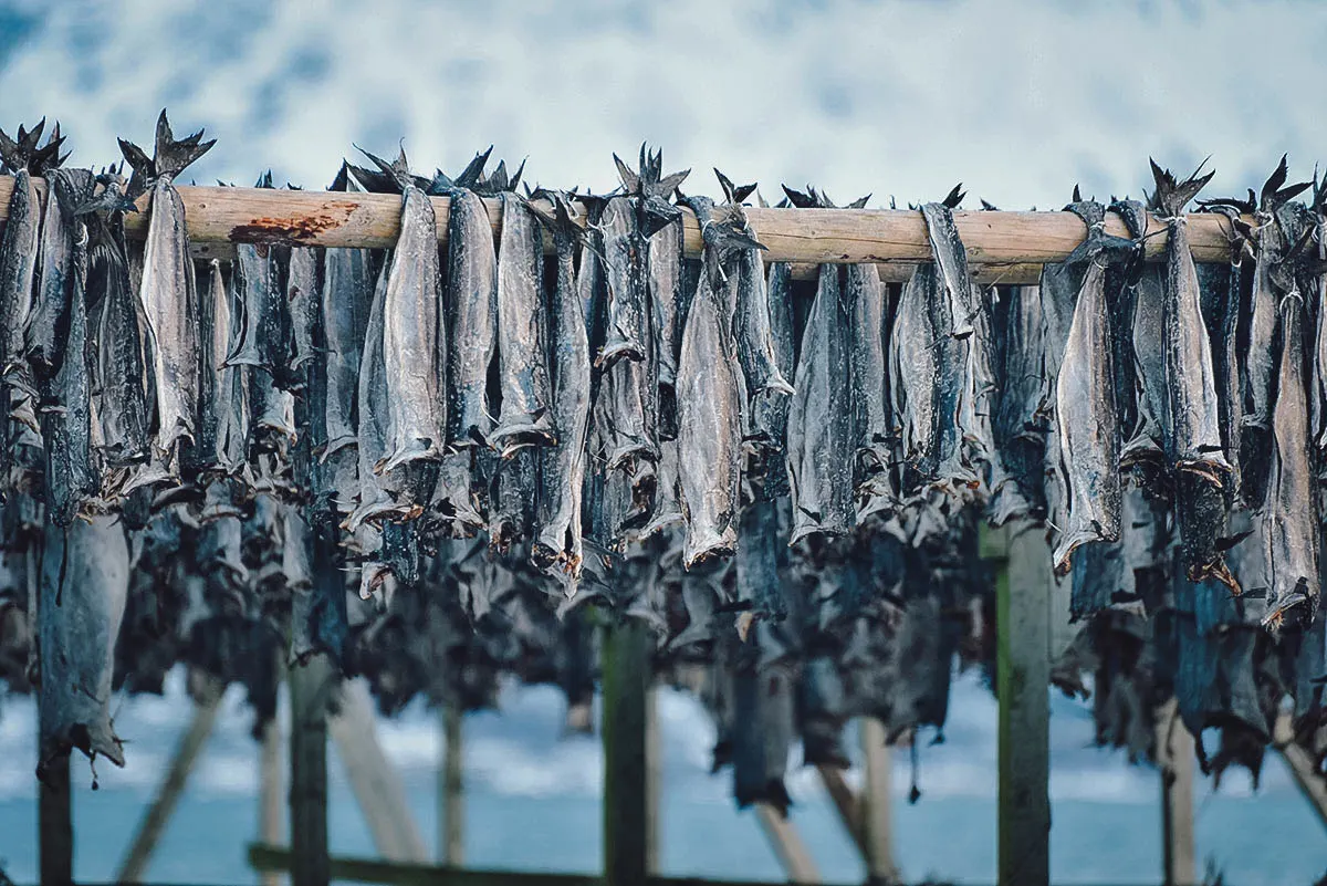 Norwegian Food Tørrfisk or Norwegian stockfish hanging to dry