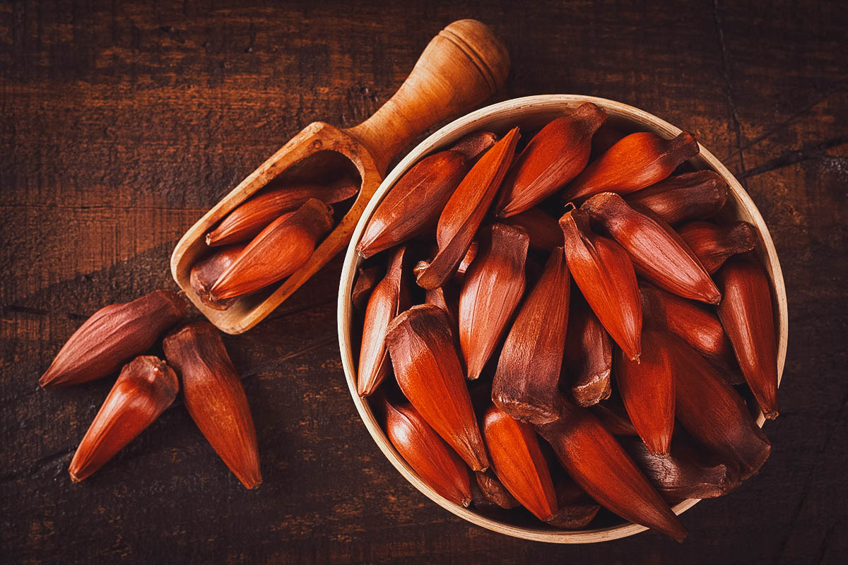 Pinhao, a large edible Brazilian pine nut