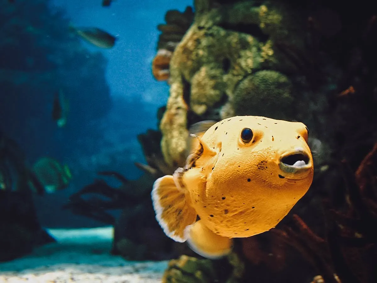 Puffer fish at Oceanário de Lisboa in Lisbon, Portugal