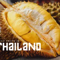 Open durian