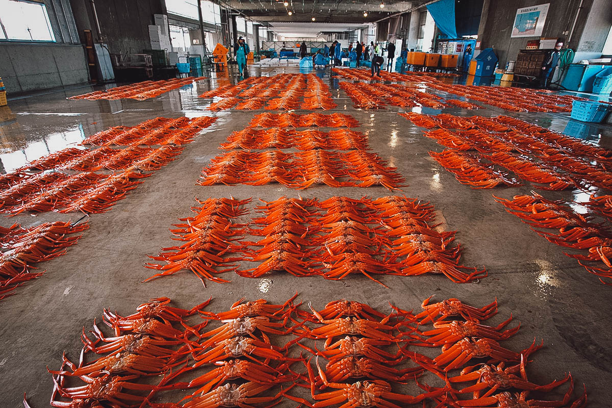 Beni-zuwai crab being auctioned off at Shinminato Kittokito Fisherman’s Wharf in Toyama