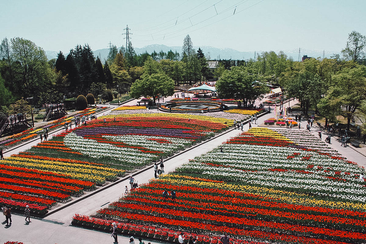 Rows of colorful tulips at Tonami Tulip Park in Toyama