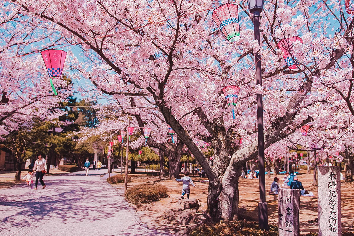 Cherry blossom trees at Rojo Park, Komatsu, Chubu, Japan