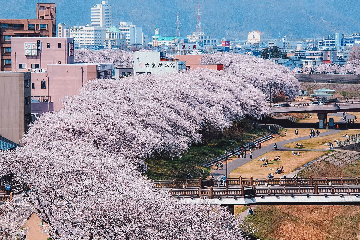 Asuwa River cherry blossom row in Fukui, Chubu, Japan